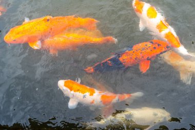 Parlak renkli koi balıkları Japonya 'nın Hiroşima şehrinin merkezinde yer alan geleneksel bir Japon bahçesi olan Shukkei-en gölünde huzur içinde yüzerler.