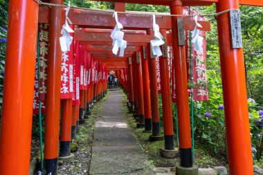 Japonya 'nın Kamakura kentindeki Sasuke İnari-jinja ormanında kırmızı torii kapıları ve dalgalanan sancaklar huzurlu bir yol çiziyor.