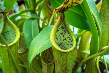 Bu yakın plan nepenthes bitkisini yakalar ve yeşil ve kırmızı sürahi tuzaklarını canlı tropikal yapraklarla çevrili benekli desenlerle gösterir.
