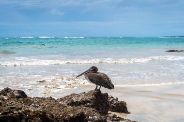 Puerto Villamil Sahili, Isabela Adası 'ndaki volkanik kayaların üzerinde kahverengi bir pelikan plajı ve okyanusu muhteşem bir şekilde gösteriyor. Galapagos, Ekvador