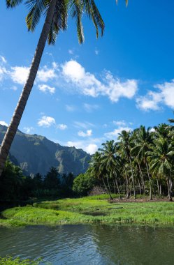 Hakaui Körfezi, Nuku Hiva, Marquesas Adaları, Fransız Polinezyası 'ndaki yemyeşil ve hindistan cevizi ağaçları arasında uzanan sakin bir nehir.