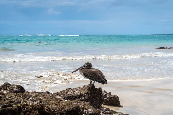 Puerto Villamil Sahili, Isabela Adası 'ndaki volkanik kayaların üzerinde kahverengi bir pelikan plajı ve okyanusu muhteşem bir şekilde gösteriyor. Galapagos, Ekvador