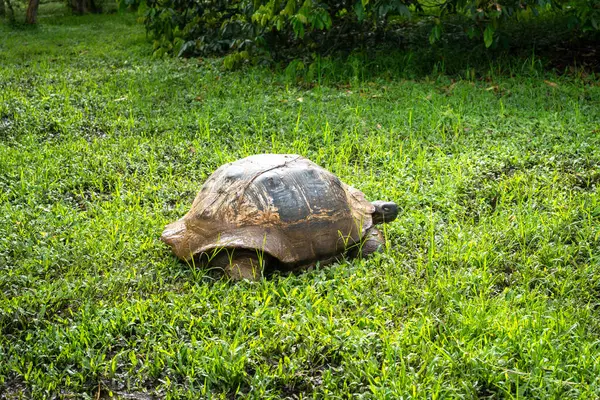 Bir Galapagos dev kaplumbağası, Ekvador Santa Cruz Adası 'nın yemyeşil çimlerinde yavaşça ilerler.