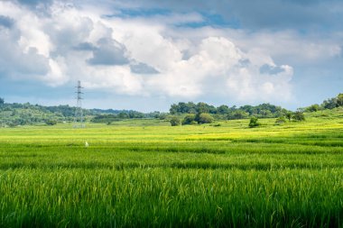 Endonezya 'nın Sulawesi kırsalına uzanan yemyeşil çeltik tarlaları, öğleden sonra yağmurundan önce dramatik bir gökyüzü altında parlıyordu.