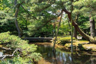 Kanazawa Kalesi yakınlarındaki Kenroku-en bahçesindeki eski çam ağaçlarının altında sessiz bir dere, yemyeşil bir çevrede huzurlu bir an sunuyor.