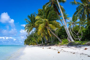 Maupiti 'de el değmemiş beyaz bir kumsal, Fransız Polinezyası, yemyeşil hindistan cevizi ağaçlarıyla kaplı ve turkuaz bir göle bakan, huzurlu ve tropikal bir cennet yaratıyor.