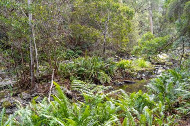 Cumberland Nehri, Avustralya 'daki Büyük Okyanus Yolu boyunca uzanan Kalimna Şelaleleri' nin yemyeşil sularından akar. Yükselen eğrelti otları, yosun kaplı kayalar ve sık orman sakin ve el değmemiş bir doğal ortam yaratır.