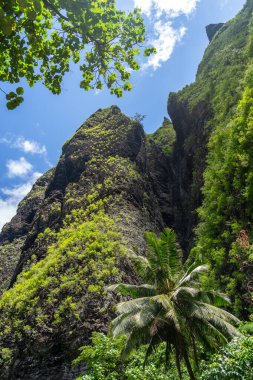 Hakaui Vadisi, Nuku Hiva, Marquesas Adaları, Fransız Polinezyası 'nda yemyeşil bir orman yolu. Bazalt kayalıkları ve yoğun bitki örtüsü Vaipo şelalesine giden yolu çevreledi.