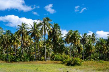 Uzun hindistan cevizi ağaçları Tikehau Atoll, Tuamotus, Fransız Polinezyası 'nda parlak mavi bir gökyüzüne karşı dururlar. Yeşil bitki örtüsü ve dağınık bulutlar mükemmel bir tropik cennet yaratır.