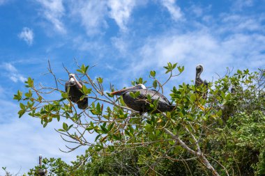 Bir grup pelikan Isabela Adası kıyısında, Galapagos, Ekvador 'da yemyeşil yapraklar ve parlak gökyüzü ile çevrili ağaçlarda dinleniyor.