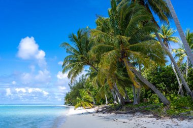 Maupiti 'de el değmemiş beyaz bir kumsal, Fransız Polinezyası, yemyeşil hindistan cevizi ağaçlarıyla kaplı ve turkuaz bir göle bakan, huzurlu ve tropikal bir cennet yaratıyor.