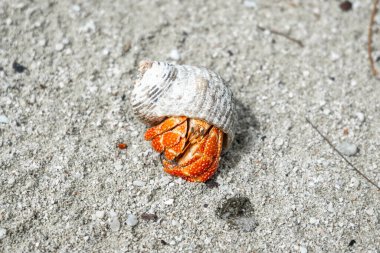 Münzevi bir yengeç, Maupiti, Fransız Polinezyası 'ndaki beyaz bir kumsalda sürünür, dağınık mercan parçaları ve küçük kayalar arasında siyah bir deniz kabuğu taşır.