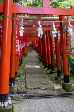 Japonya 'nın Kamakura kentindeki Sasuke İnari-jinja ormanında kırmızı torii kapıları ve dalgalanan sancaklar huzurlu bir yol çiziyor.