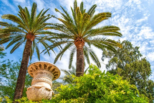 Endülüs ve doğa, palmiye ağacı, güney İspanya 'da çevre