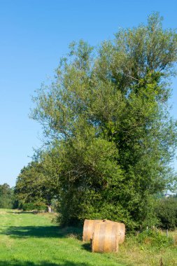 Yvelines, Paris, Fransa 'daki tarlalar ve yemyeşil bitki örtüsü, ılıman iklim
