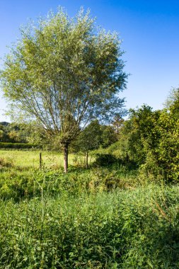 Yvelines, Paris, Fransa 'daki tarlalar ve yemyeşil bitki örtüsü, ılıman iklim