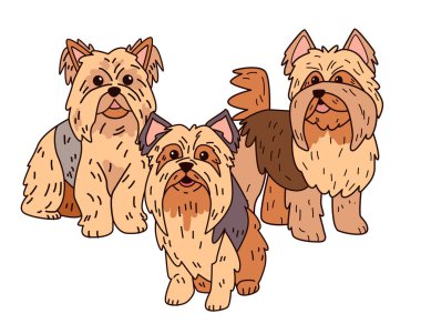Üç Yorkshire Teriyeri sevimli, oyuncu köpek çizimi. Tüylü tüylü ve beyaz arka planda anlamlı gözleri olan sevimli bir üçlü. Evcil hayvan temalı tasarımlar için mükemmel. Vektör illüstrasyonu.