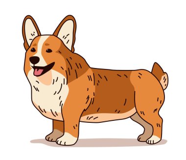 Corgi köpek çizgi film stili tasviri, beyaz bir arka planı olan, evcil hayvan temalı projeler ve tasarımlar için mükemmel duran mutlu bir Corgi 'yi gösteriyor. Vektör illüstrasyonu.