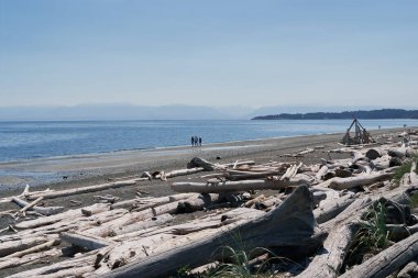 Victoria, Vancouver Adası, Kanada 'da arka planda okyanus dalgaları olan kumlu sahil boyunca sürüklenen büyük ağaç kütükleri..
