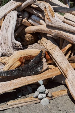 Victoria, Vancouver Adası, Kanada 'da arka planda okyanus dalgaları olan kumlu sahil boyunca sürüklenen büyük ağaç kütükleri..