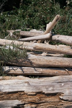 Victoria, Vancouver Adası, Kanada 'da yeşillik ile kaplanmış bir odun yığını..