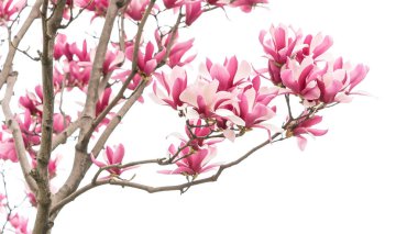 Manolya bahar dalı beyaz arkaplanda izole edildi