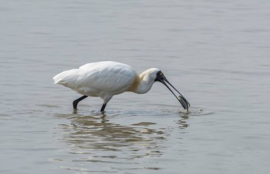 Siyah yüzlü kaşık gagası ve sulak arazide yiyecek arayan martı.