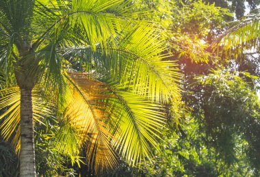 Güneş ışığında yeşil palmiye yaprağı