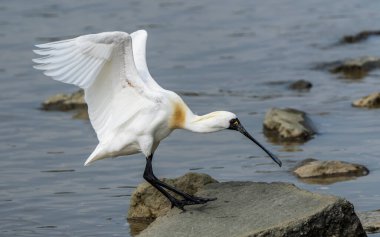 Siyah yüzlü kaşık gagası ve sulak arazide yiyecek arayan martı.