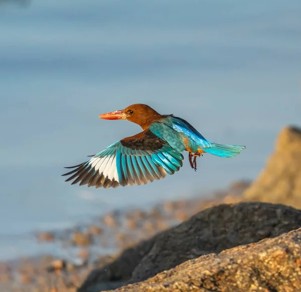 Красивая Голубая Коричневая Птица Kingfisher Летать Изолированы Белом Фоне — стоковое фото
