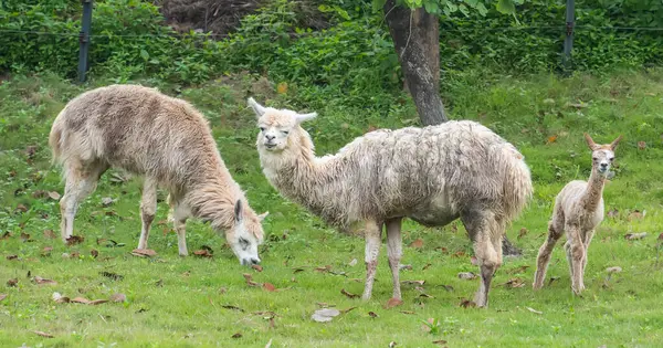 Şirin Alpaka Komik Yüzlü Yaz Günü Çiftlikte Rahatlayan Telifsiz Stok Imajlar