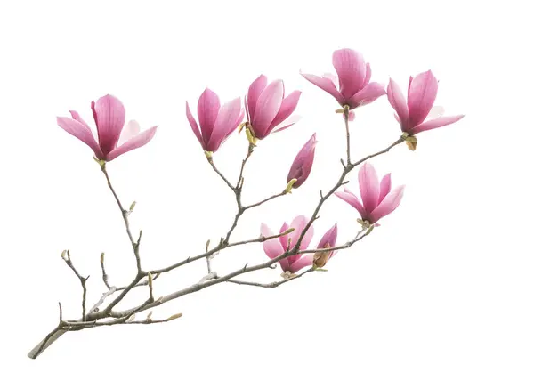 Magnolia Spring Branch Isolated White Background Stock Photo