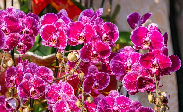 Flores Bela Falaenopsis Orquídea Roxa Imagem De Stock