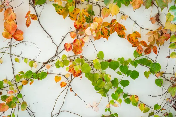 アイビー小枝ともに小さな緑の葉隔離された白い壁 ストック写真