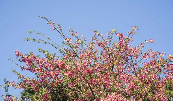 Rosa Silke Tandtråd Träd Blomma Isolerad Blå Himmel Bakgrund Stockbild