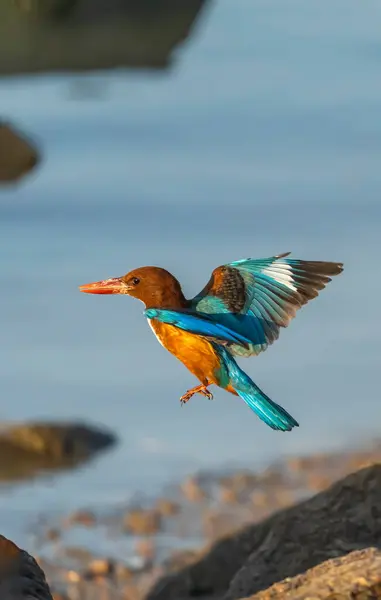 Hermoso Pájaro Azul Marrón Kingfisher Volando Aislado Sobre Fondo Blanco Fotos de stock