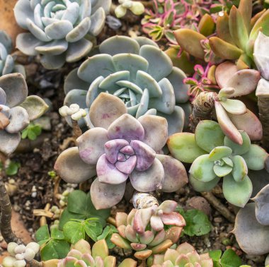 Bahçedeki minyatür sulu bitkiler (sulu kaktüsler)