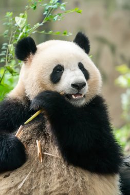 Panda bambu yiyor. Nadir ve nesli tükenmekte olan siyah ve beyaz ayı..