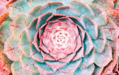 Minyatür sulu bitkiler (sulu kaktüs) arka plan