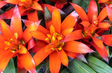 Bahçede açan kırmızı ananas çiçeği, bromeliad çiçeği.