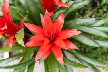 Bahçede açan kırmızı ananas çiçeği, bromeliad çiçeği.