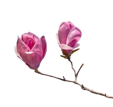 Manolya bahar dalının pembe çiçeği beyaz arkaplanda izole edilmiş.