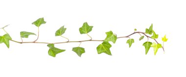 sarmaşık beyaz arkaplanda izole edildi