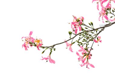 Beyaz arkaplanda izole edilmiş pembe ipek diş ipi ağacı çiçeği