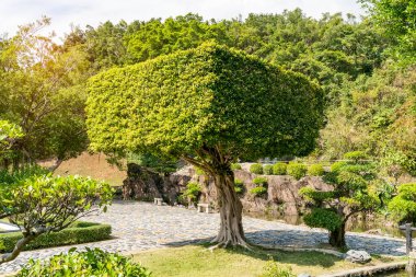 Bahçede okaliptüs bonsai ağacı