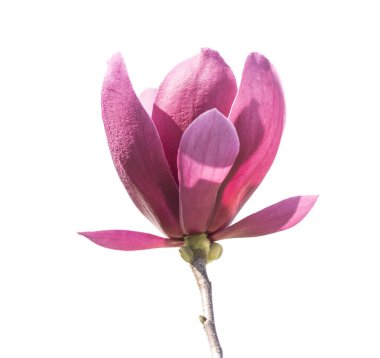 Beyaz arkaplanda izole edilmiş pembe manolya çiçekleri