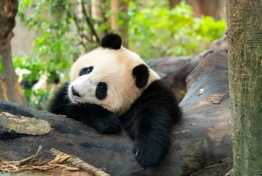 Panda portresi. Yakından. Şirin Çin hayvanları. Pandanın kafasının görüntüsünü kapat..