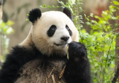 Panda bambu yiyor. Nadir ve nesli tükenmekte olan siyah ve beyaz ayı..