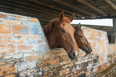 Atları baş istikrarlı yakın çekim