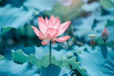 Arka planda yeşil yapraklar ile yaz göletinde açan nilüfer çiçeği.